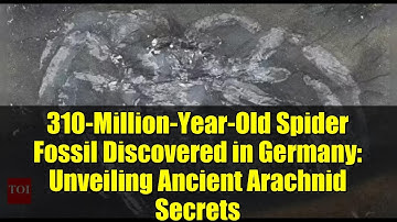 310-Million-Year-Old Spider Fossil Discovered in Germany: Unveiling Ancient Arachnid Secrets