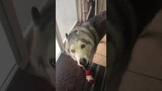 Zeus crying to go out with rawhide by Zeus The Stubborn Husky 120,382 views 6 years ago 1 minute, 32 seconds