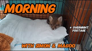 These little cuties  #wildlife #fox #cuteanimals #cute #viral #vlog #fyp #mylife