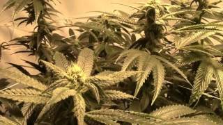 Big Plants at Week 4 of Flower