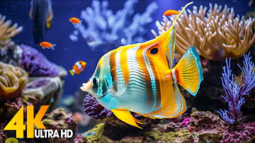 Aquarium 4K VIDEO (ULTRA HD) 🐠 Beautiful Coral Reef Fish - Relaxing Sleep Meditation Music #94