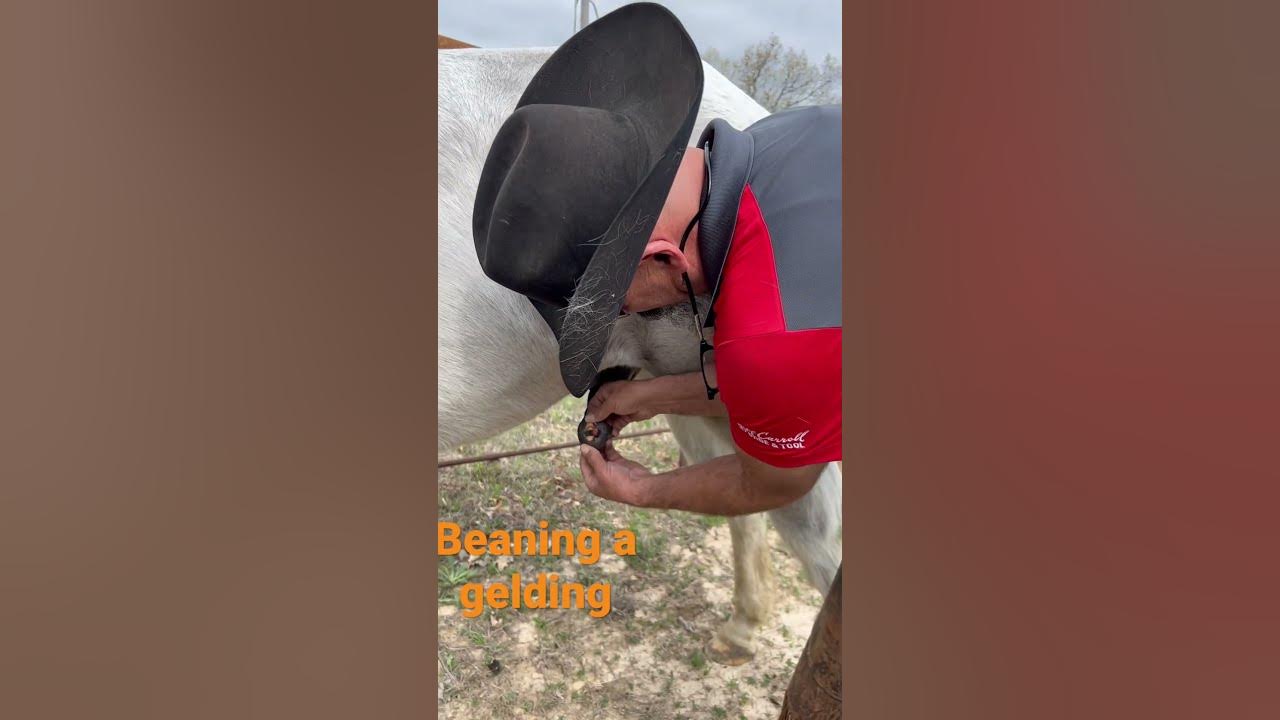 How to bean a gelding. Horse owner need to know info. YouTube