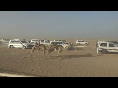 الشوط الرئيسي للقعدان الحقايق 3 كم حبيب محمد بن مسلم الجهني
