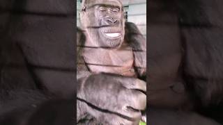 This Gorilla Is Very Happy With Her Cucumber! #Gorilla  #Asmr #Eating #Satisfying