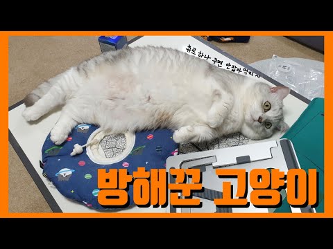 집사 방해하는 껌딱지 고양이, 쿨매트 말고 이거!!