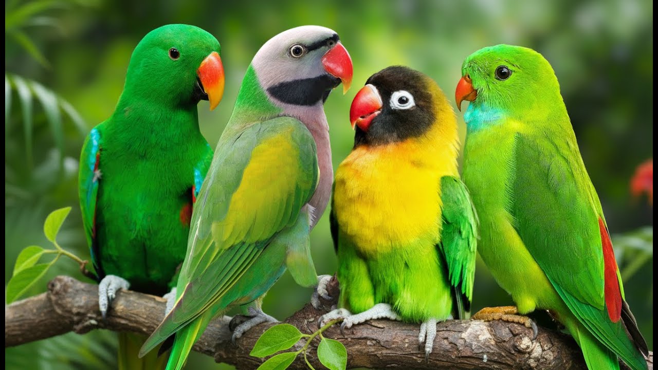 MOST AMAZING GREEN PARROTS | BEAUTIFUL & CALMING NATURE SOUNDS | STRESS RELIEF | RELAXING CHIRPS 🦜🌿