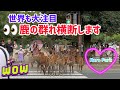 【世界も大注目】鹿の群れ横断します🦌奈良公園