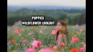 BEAUTIFUL POPPIES || WILDFLOWER LOOKOUT || DISCOVER LANCASTER, PA || EXPLORING THE POPPY FIELD