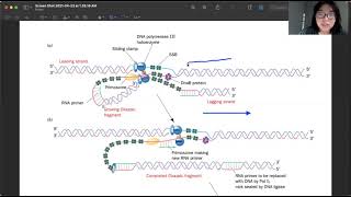 E. coli DNA Replication Trombone Model