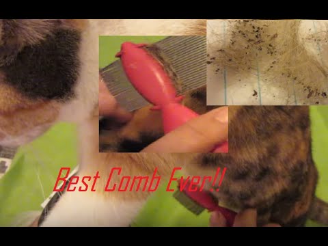 वीडियो: डॉग फ्लीस - बिल्ली पिस्सू