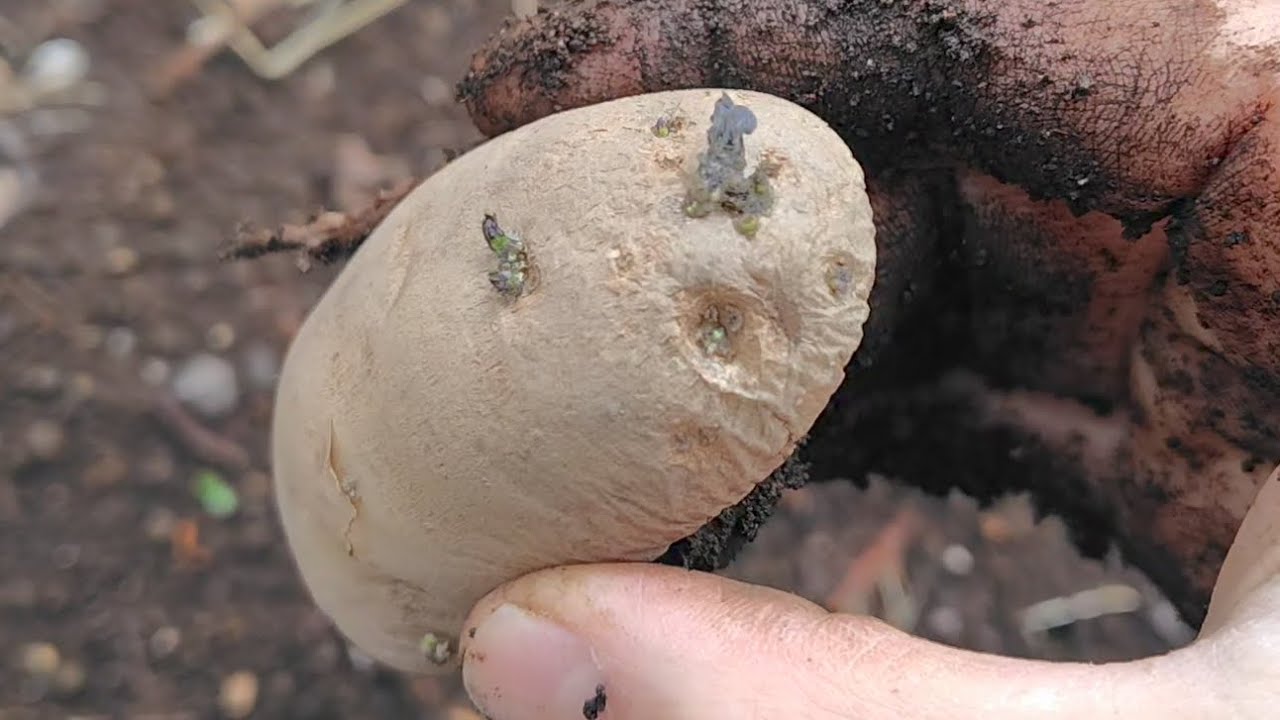 ジャガイモを春植えしたよ