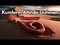 Gobi Çölü’nün Ölümcül Gizemi: Ölüm Solucanı