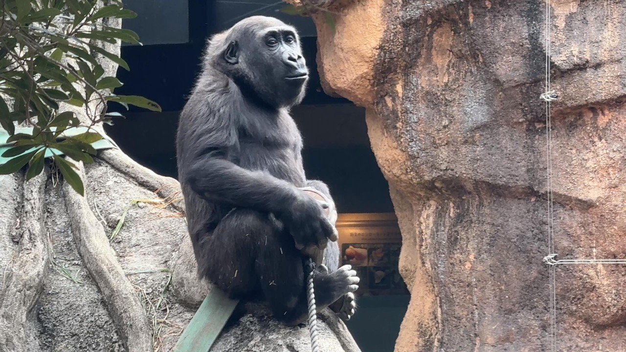 gorilla Sumomo's daily life.783