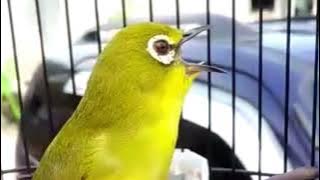 yang lagi viral pleci nishida (waung) laku 125 jt
