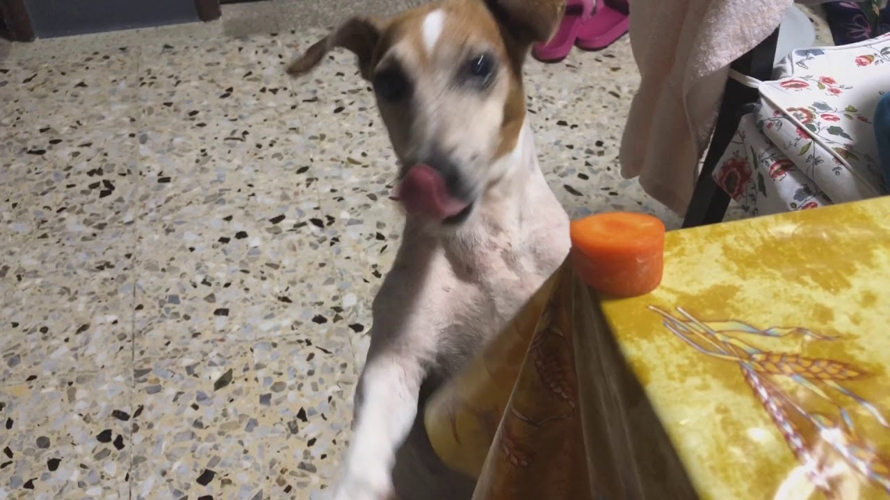 Feeding My Dog raw carrot Men’s Best Friend YouTube