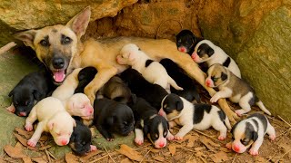 ¡Tan reconfortante! La suave mamá perrita me llevó por la jungla hasta sus adorables cachorros. 🐶💕