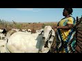 Mbuzi Isiolo Galla Mbuzi Isiolo Galla