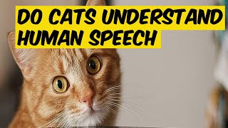 😺What do you think? Can cats understand human language? And can cats understand us?