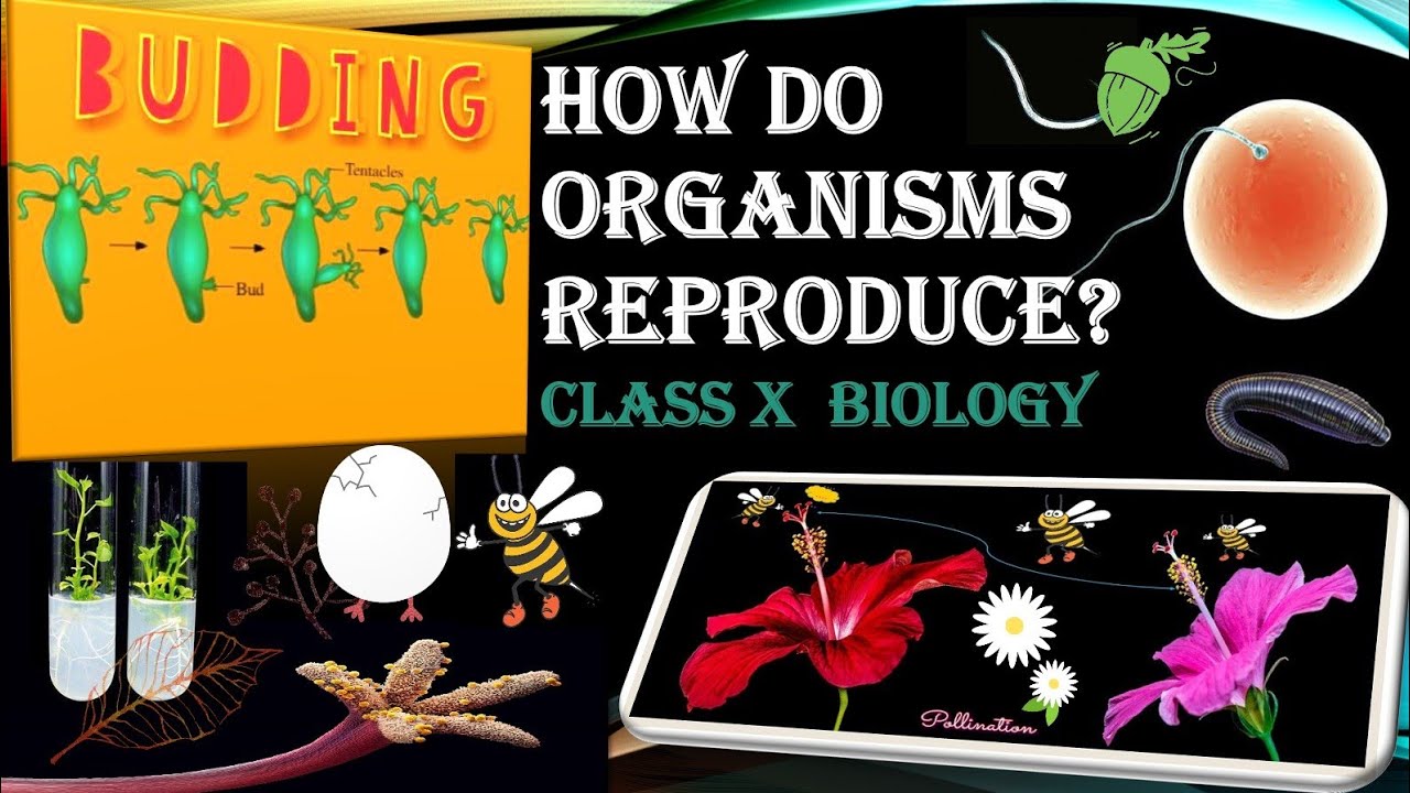 Аду бай биология 10. Reproduction of Organisms. Биология 9 класс. Reproduction Definition Biology. Reproduce.