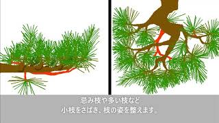 黒松の剪定 もみあげ 光匠園 Youtube