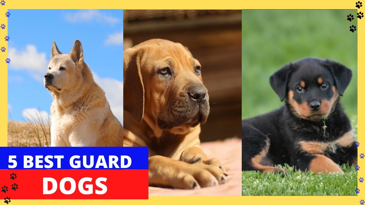 5 Best guard dogs YouTube