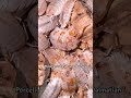 High Expression Porcellio scaber ‘Orange Dalmatian’