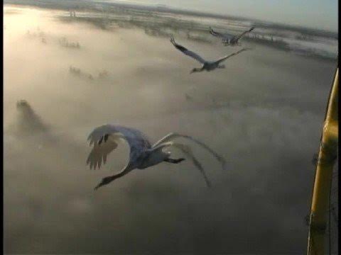 Плохо летающий журавль. Стерх в полете фото. Плохо летающий журавль. Белый журавль в полете. Whooping crane eat mole.