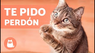 ¿Cómo PIDEN PERDÓN los GATOS a los HUMANOS?   (7 Maneras de Disculparse)