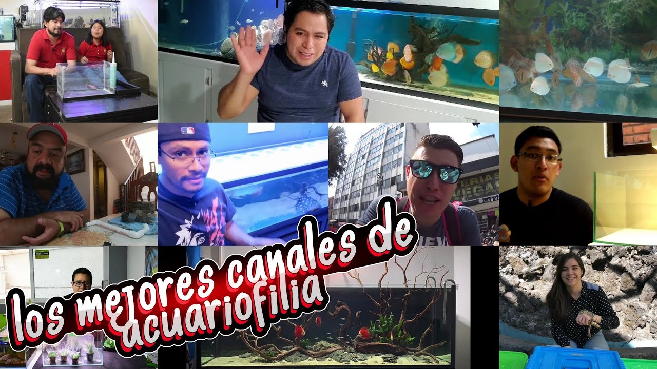 Como Saber Desde Cuando Sigo Un Canal De Youtube