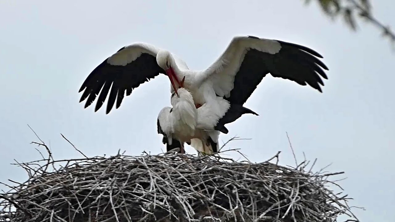 Obě novomlýnská hnízda jsou obsazena, na vedlejším hnízdě je nový krásný pár ❤️💙