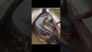 desi fact#viral #shorts 🇮🇳