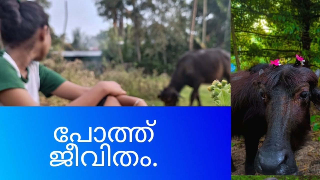 പോത്ത് കുട്ടി ആയി ഉള്ള ഞങ്ങളുടെ ഒരു ദിവസം കാണാം