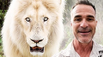 HUMAN and LIONS Go for a Christmas Walk | The Lion Whisperer