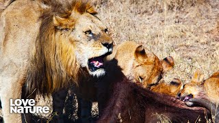 HUGE Lion Father Feasts on Buffalo and Invites Family to Join | Wildlife Icons 101