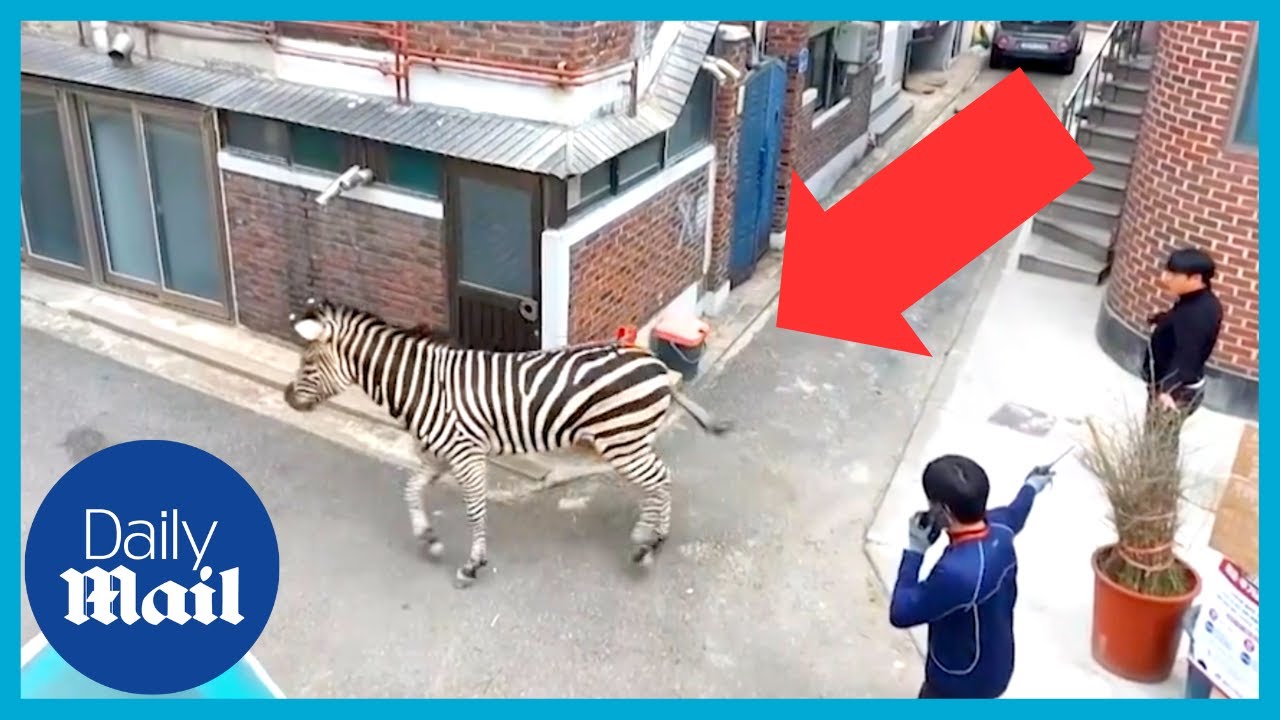 Zebra escapes from zoo and causes chaos on Seoul streets