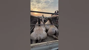 Mashallah Camel Le Lia Qurbani 2025 Cow Eidmubarak Goat Qurbani Mashallah Eid 