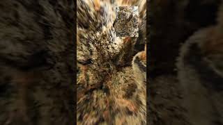 #highlife #gastropop #snopdog #weedchannel