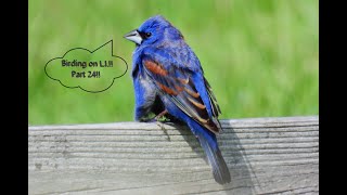 Birding On L.I.!! Part 24!! Winter into Spring 2024 Edition!!