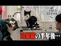 【惚れた】人慣れ後、”お喋りお嬢”になった愛猫があざとすぎて無理…。