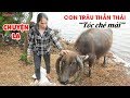 CHUYỆN LẠ VIỆT NAM | Con Trâu "tóc chẻ mái" như dân chơi 8X