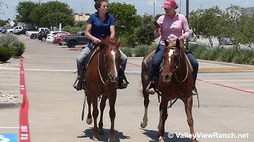 WR Smart Mind and Little Jersey - riding in town! - ValleyViewRanch.net