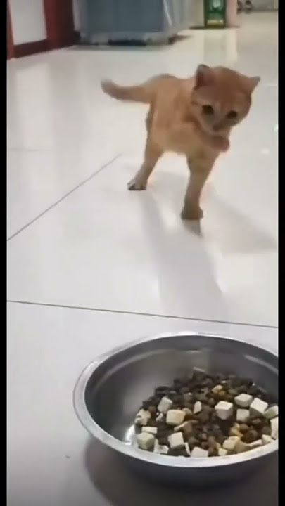 #SHORT | LUCU BANGET!! ADA ADA AJA KELAKUAN LUCU KUCING DI BULAN PUASA PART 5 #lucu #kucing #puasa