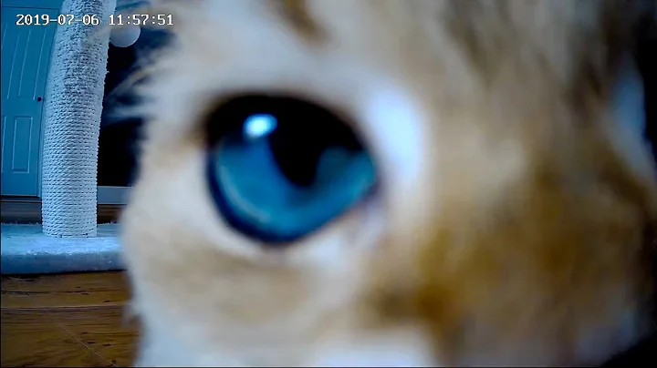Watch the video about Cats Obsessed With Camera