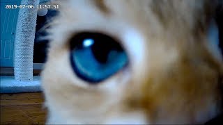 Cats Obsessed With Camera