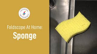 Foldscope at Home: Sponge