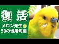 【セキセイインコ】メロン先生の慣用句講座　おしゃべりインコメロンちゃん