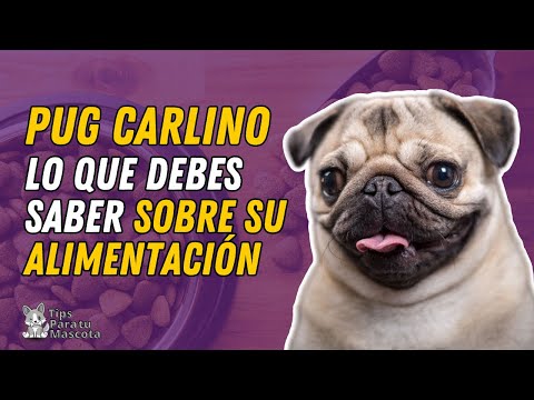 Video: Dieta del perro mayor