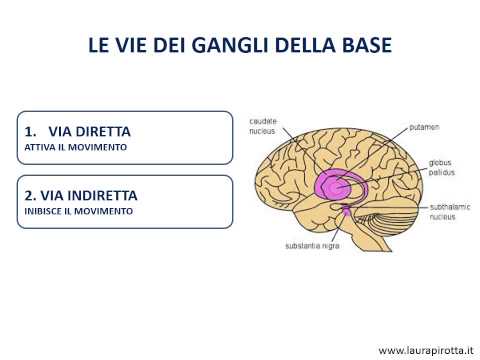 26. I gangli della base