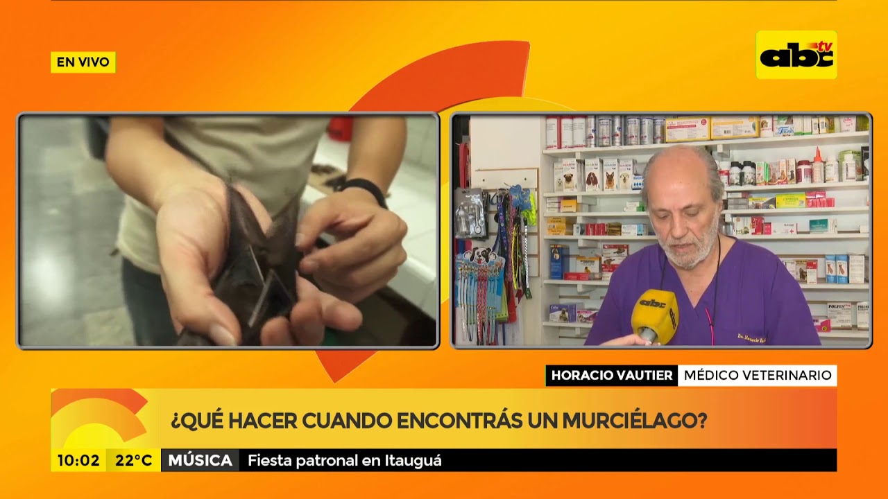 video phone beyonce mp3 ¿Qué hacer cuando encontrás un murciélago?