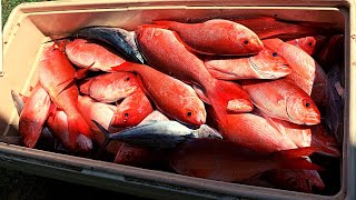 Catching vermillion snapper | How to clean them fast!